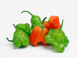 Pimenta Camuci