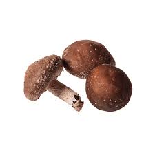 Cogumelos Shitake