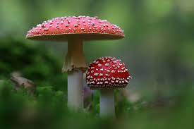 Cogumelos Shitake